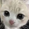 😼