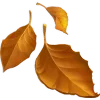 🍂