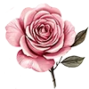🌹