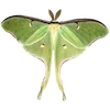 🦋