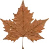 🍁