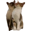 🐈