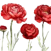 🌹