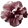 🌺