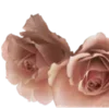 🌸