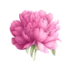 🌸