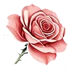 🌷