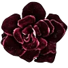 🌺