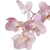 🌸