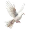 🕊️