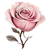 🌷