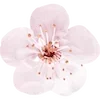 🌸