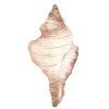 🐚