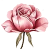 🌹