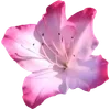 🌺