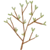 🌿