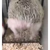 🦔