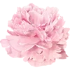 🌸