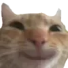 🐱