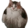 🐈