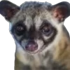 🦨