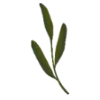 🌱
