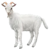 🐑