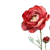🌹