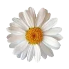 🌺