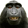 🦍
