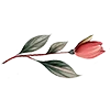 🌹