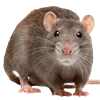 🐀