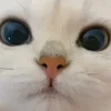 🐾