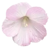 🌸
