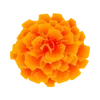 🌺