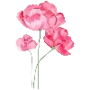 🌺