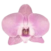 🌸