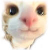 😺