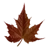 🍂