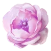 🌸