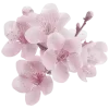 🌸