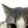 😼