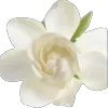 🌼