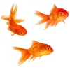 🌟