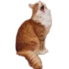 🐈