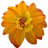 🌼