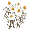🌼