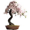 🌸