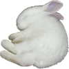 🐇