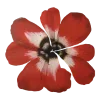 🌺